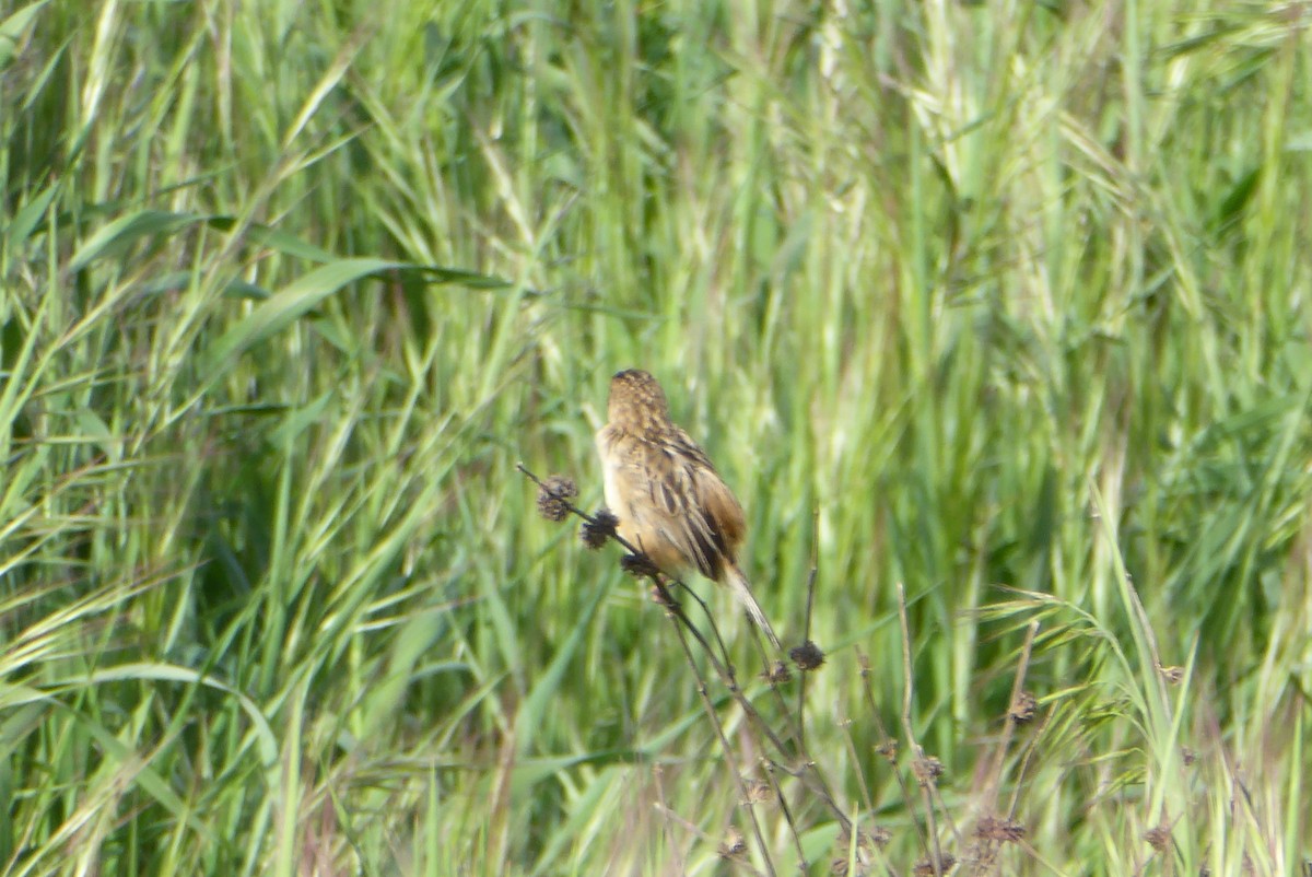 Zitting Cisticola - ML262927721