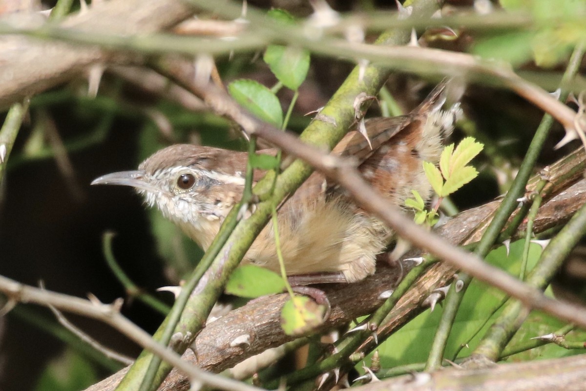 Carolina Wren - ML262930921