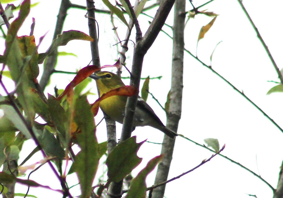 Yellow-throated Vireo - ML26293191