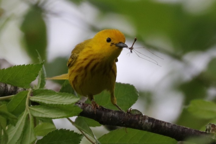 Yellow Warbler - ML262932511