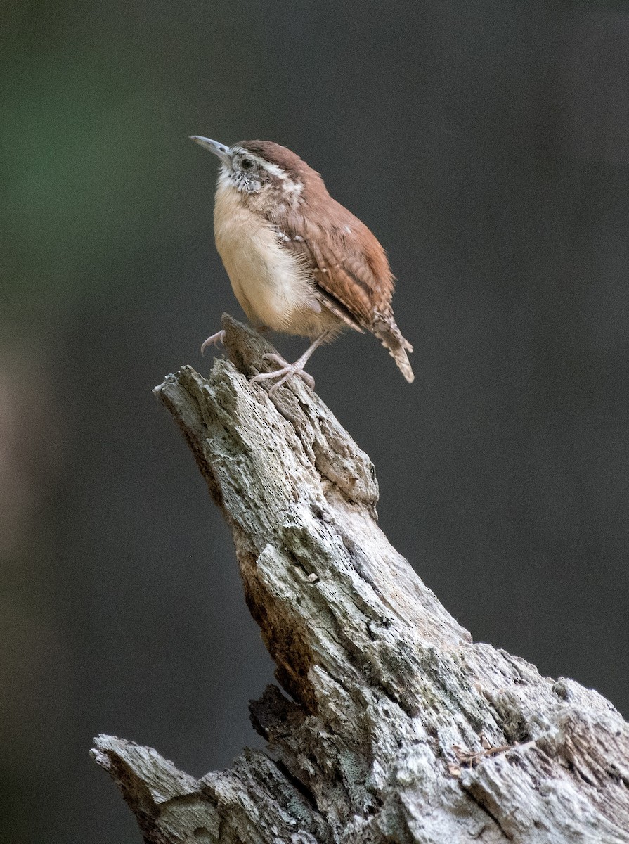 Carolina Wren - ML262933601