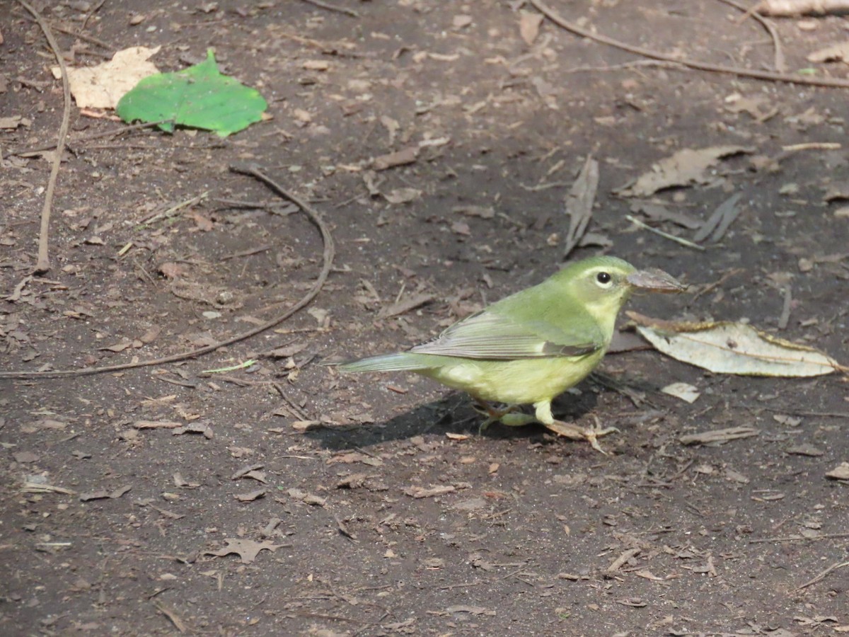 Black-throated Blue Warbler - ML262934411