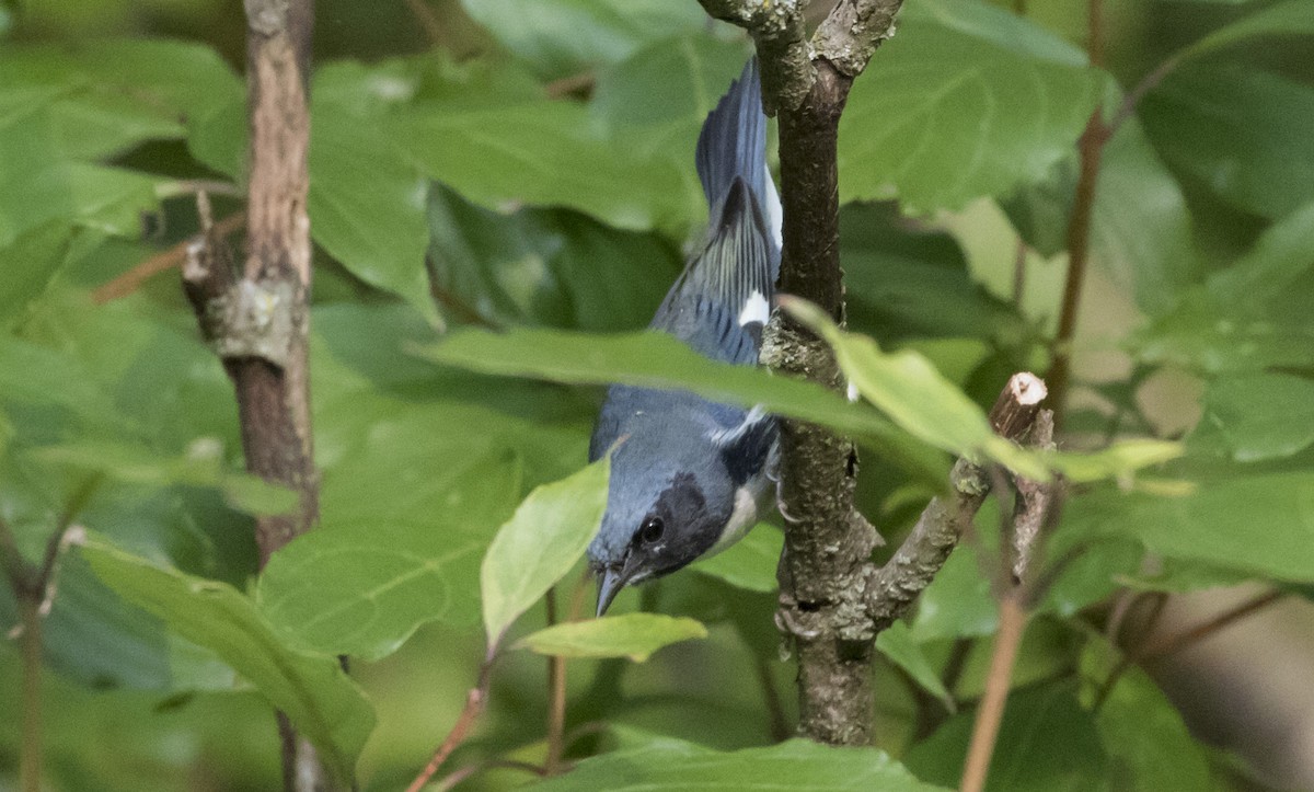 Black-throated Blue Warbler - ML262934951