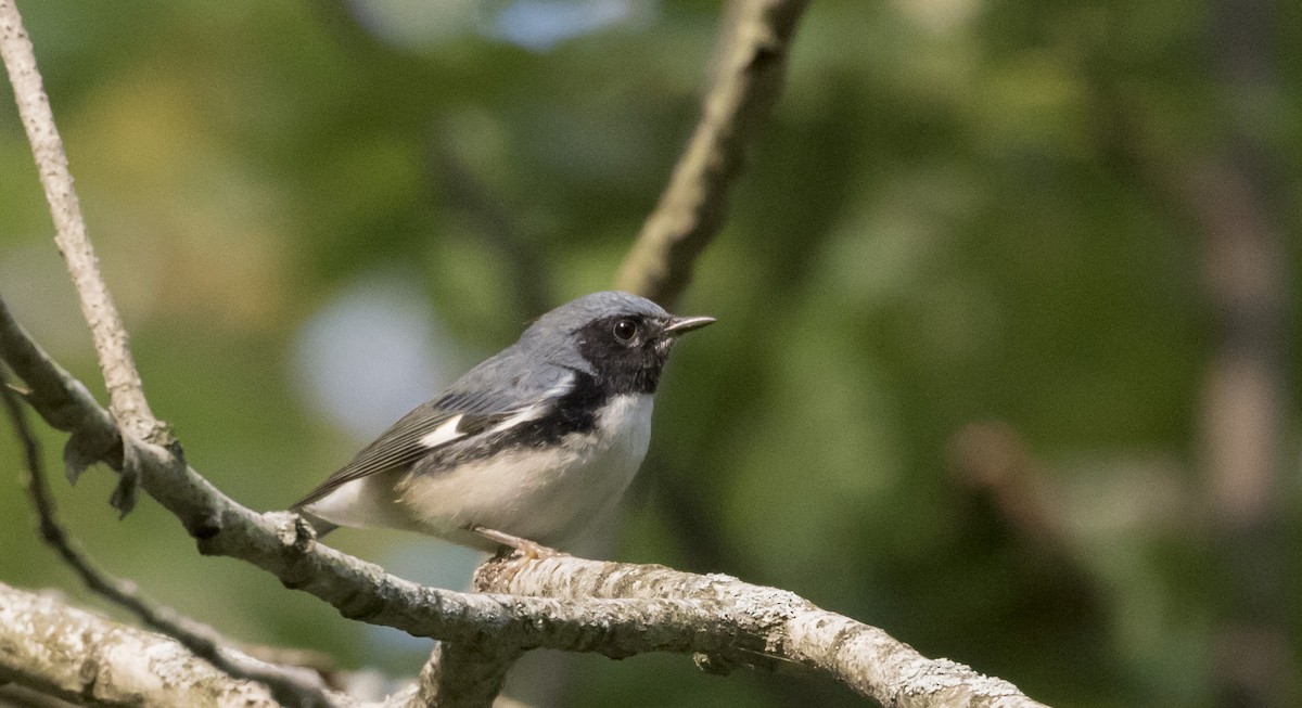 Black-throated Blue Warbler - ML262935611