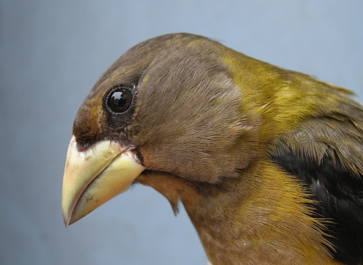 Evening Grosbeak - ML262935911