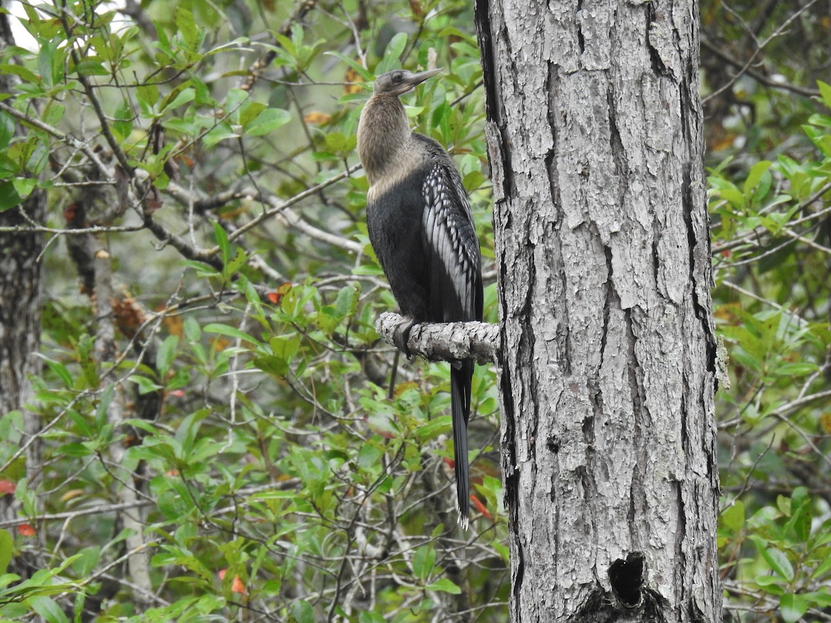 Anhinga d'Amérique - ML262936011