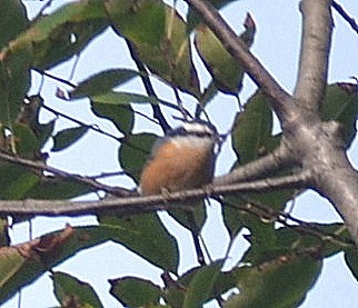 Red-breasted Nuthatch - ML262938171