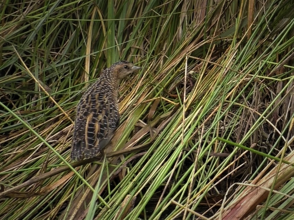 Yellow Rail - ML262939071