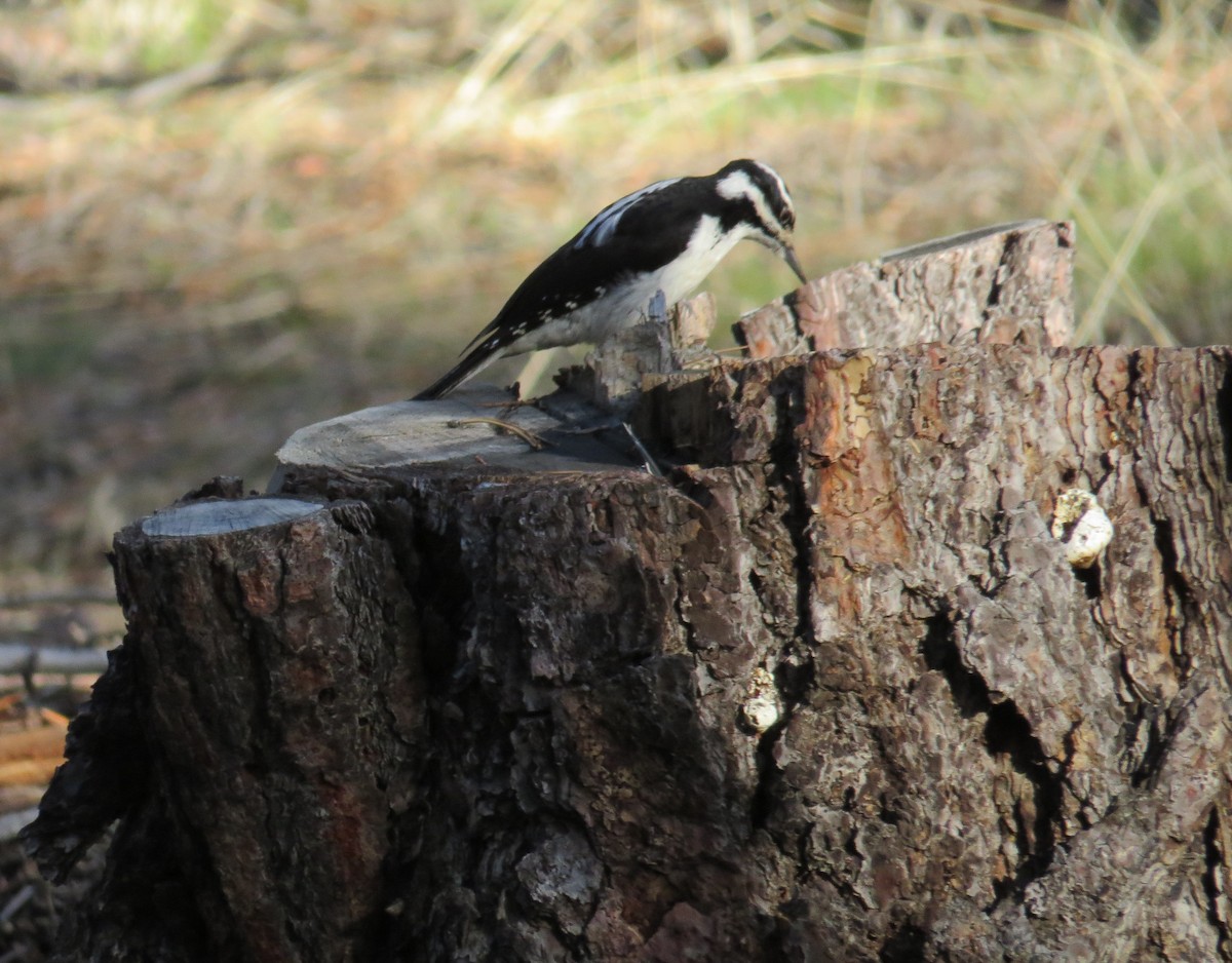 Hairy Woodpecker - Courtney Kelly Jett