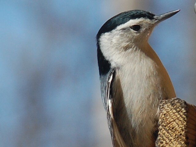 White-breasted Nuthatch - Sylvain Leduc