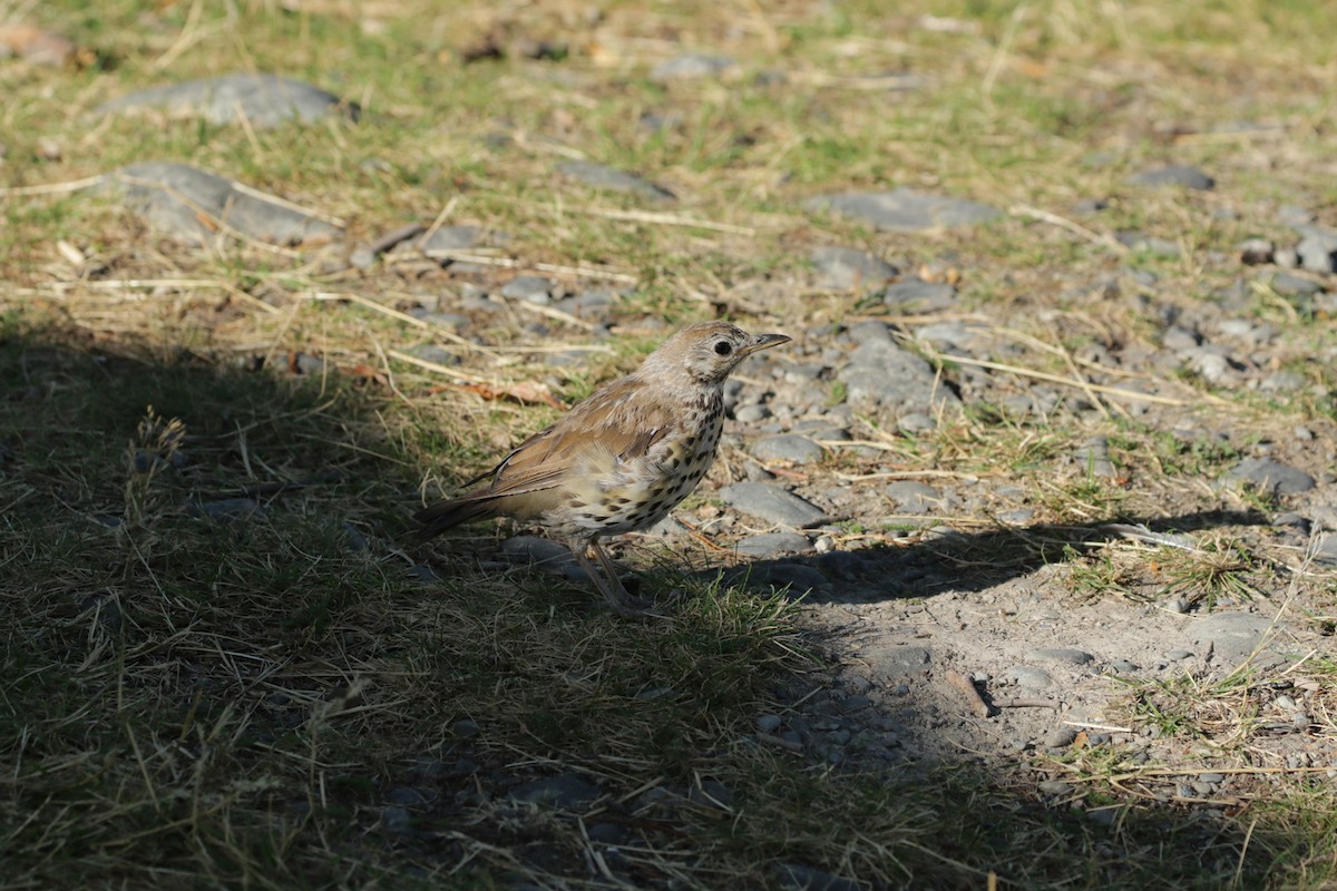 Song Thrush - ML262940951