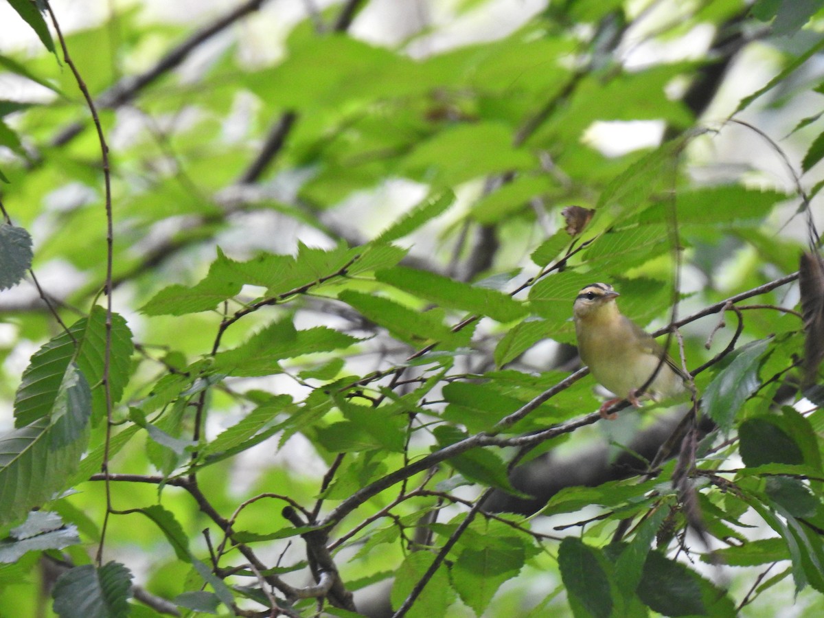 Worm-eating Warbler - ML262942381