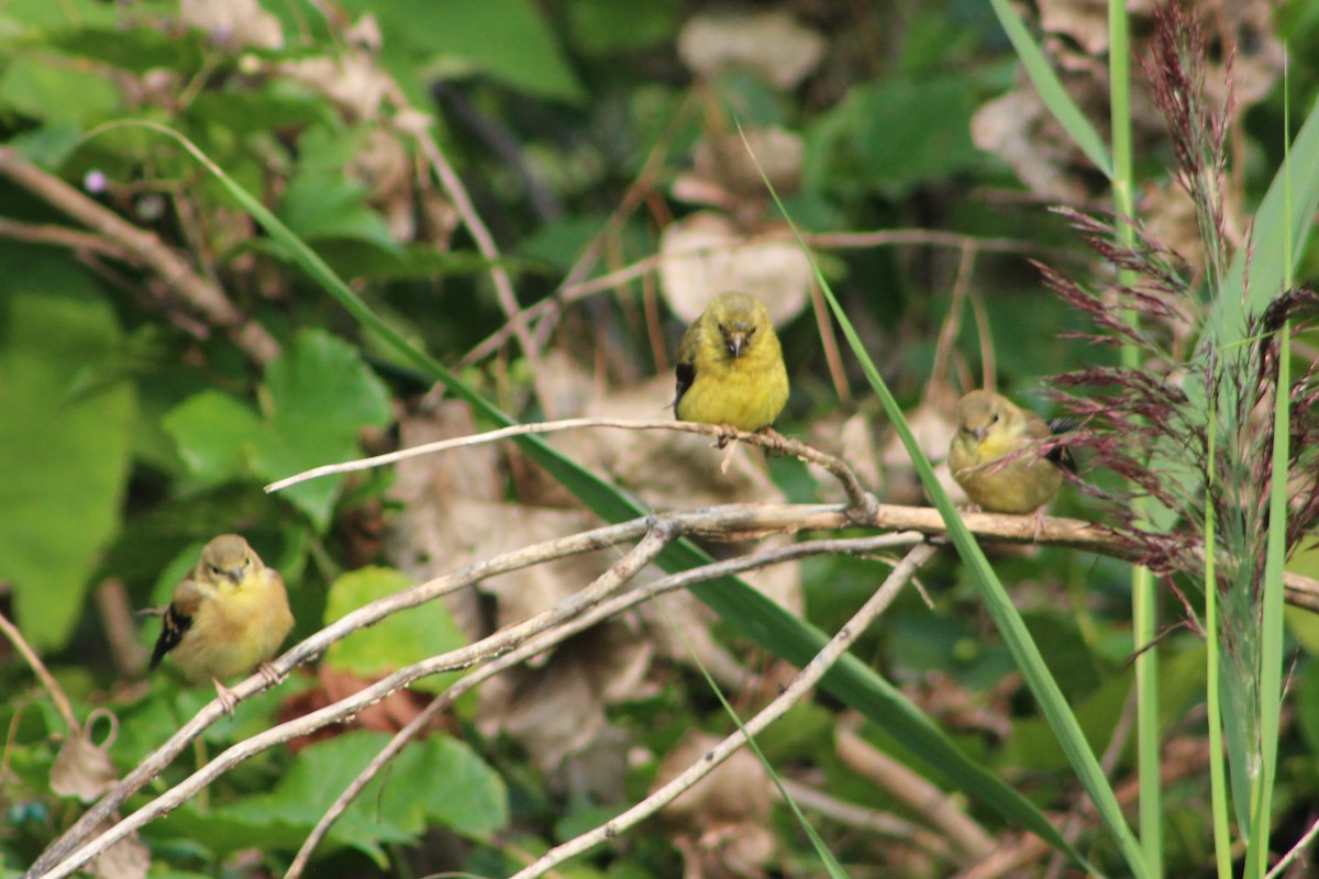 American Goldfinch - ML262943391