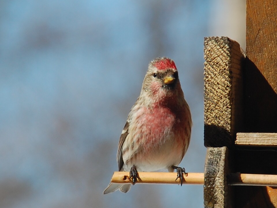 Common Redpoll - ML26294341