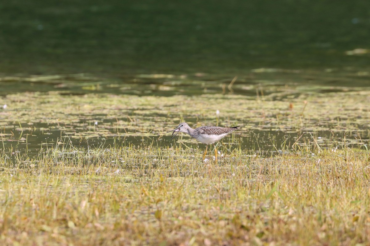 Greater Yellowlegs - ML262943801