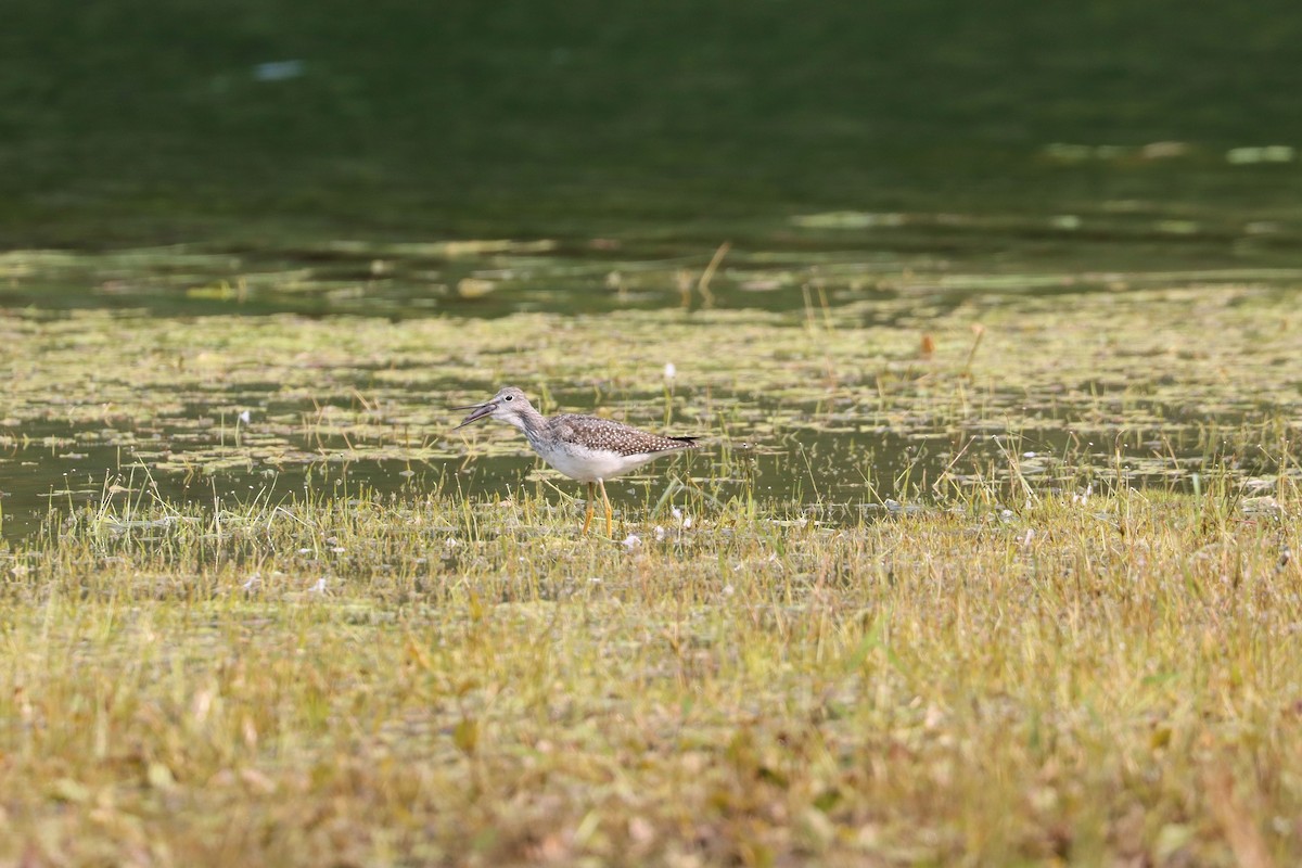 Greater Yellowlegs - Sarah Webb