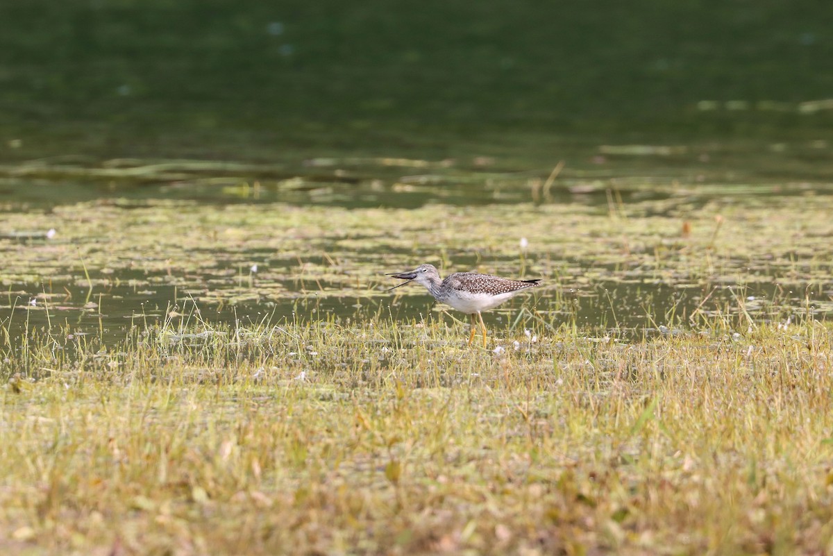 Greater Yellowlegs - ML262944531