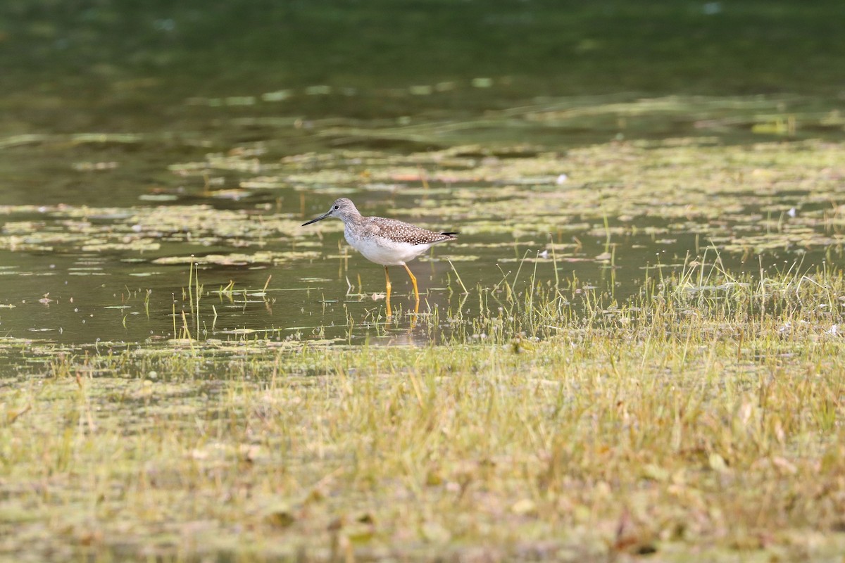 Greater Yellowlegs - Sarah Webb