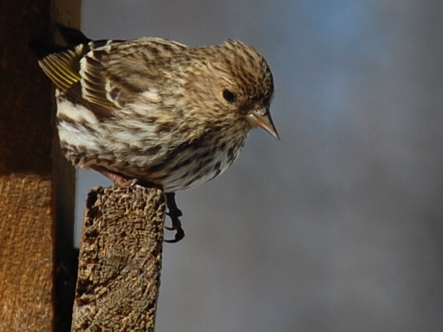 Pine Siskin - ML26294491