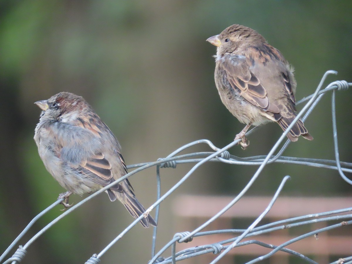 House Sparrow - ML262944971