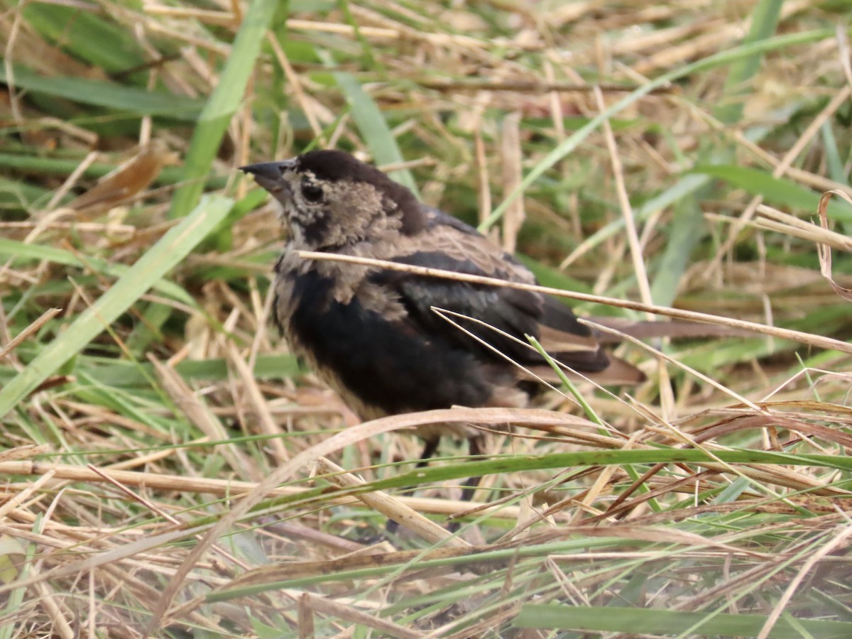 Brown-headed Cowbird - ML262944981