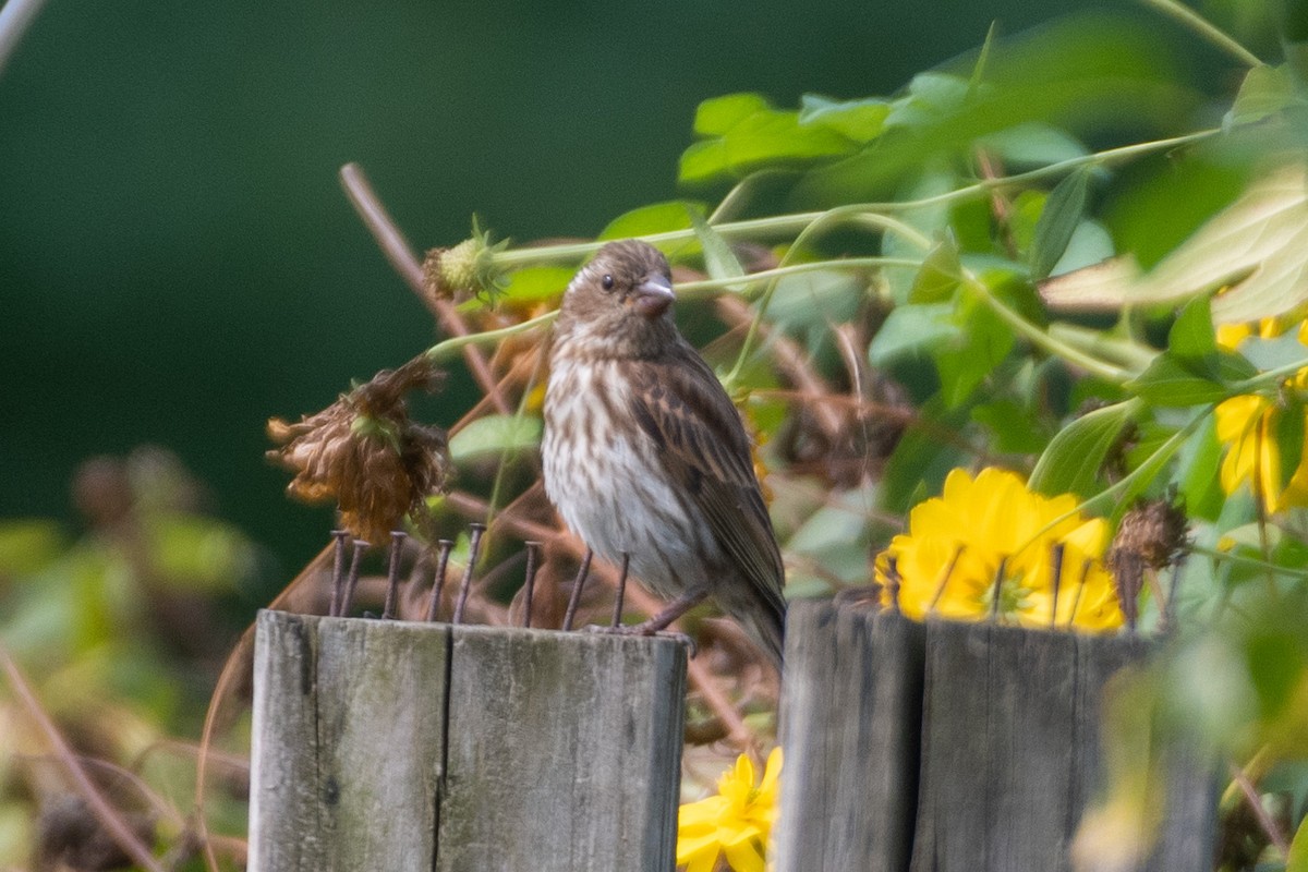 Purple Finch - ML262945301