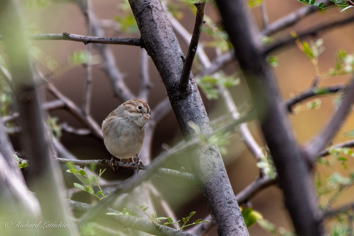 Brewer's Sparrow - ML262945731