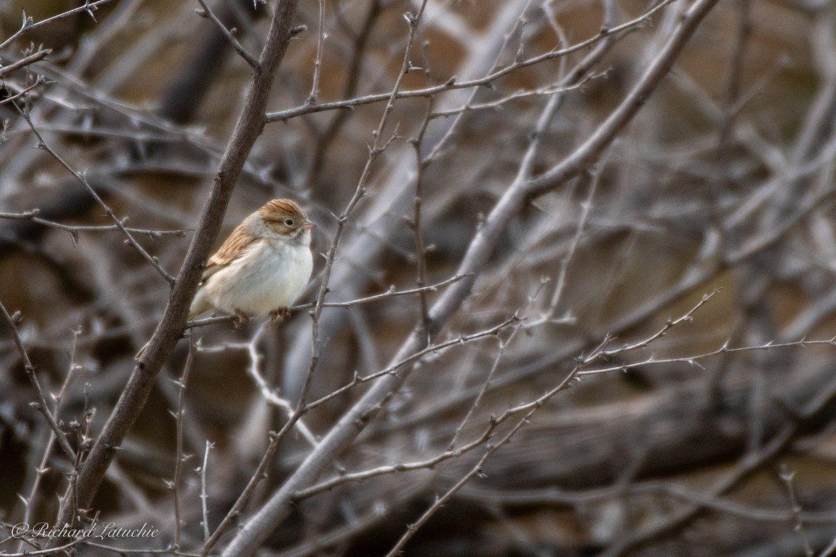 Brewer's Sparrow - ML262946711