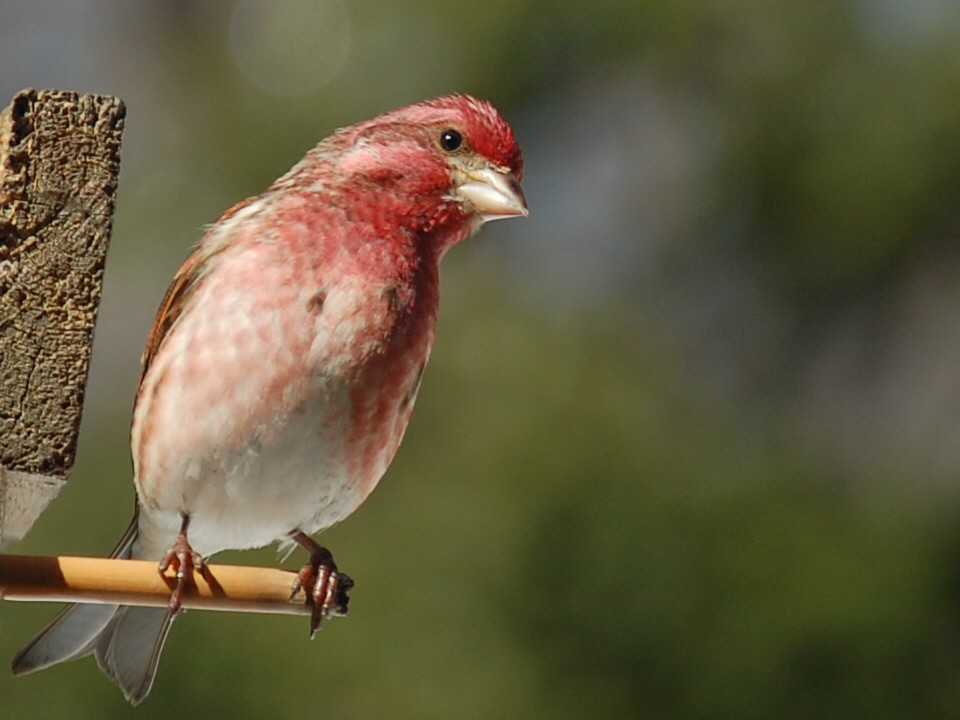 Purple Finch - Sylvain Leduc