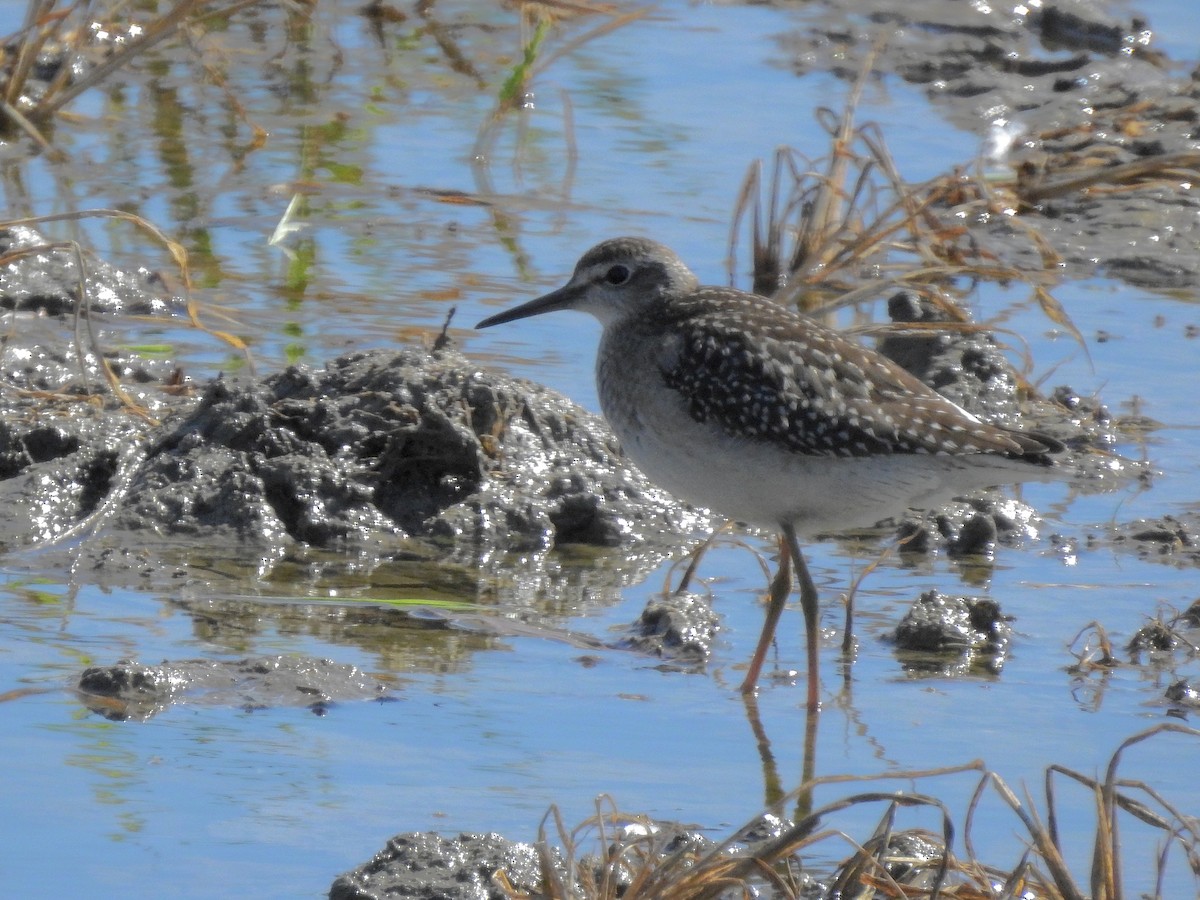 Wood Sandpiper - Daniel Raposo 🦅