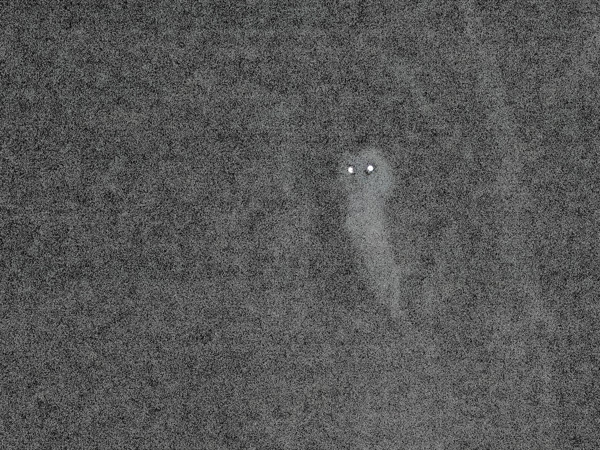 American Barn Owl - ML262947591
