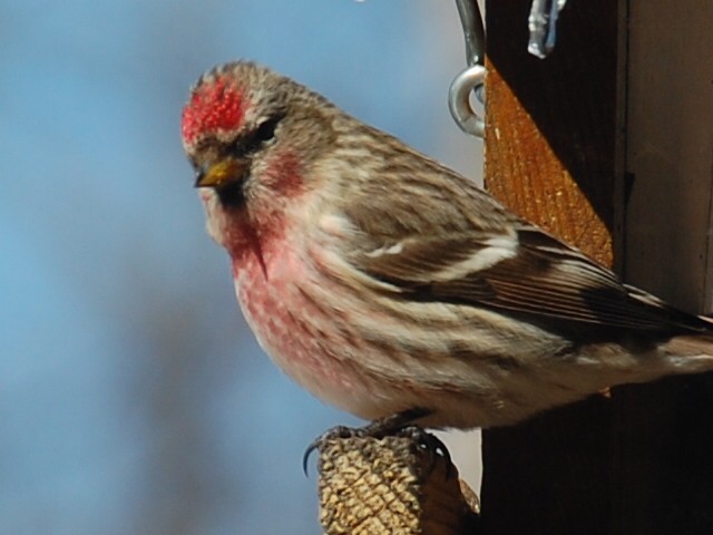 Common Redpoll - ML26294771