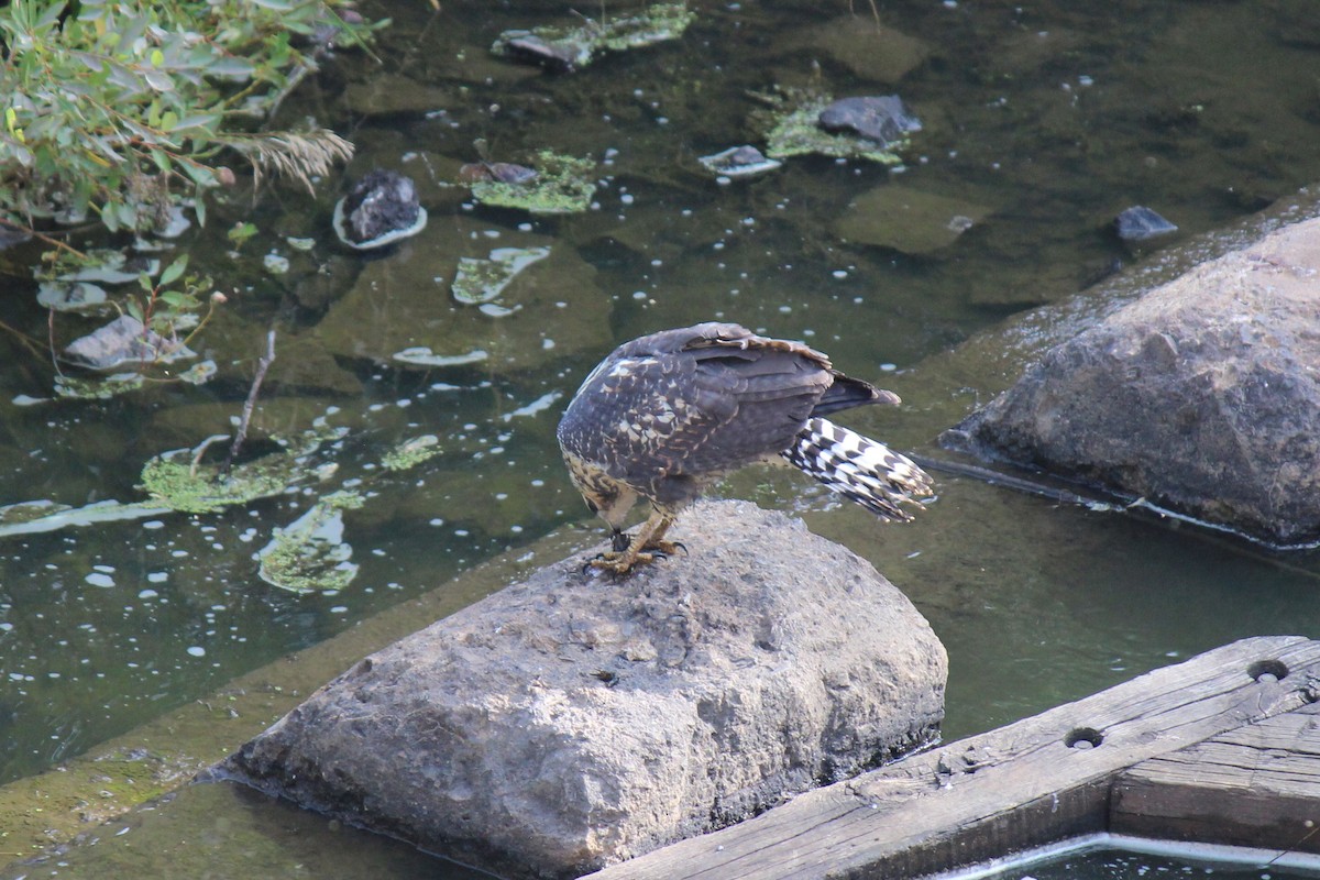 Common Black Hawk - ML262948261