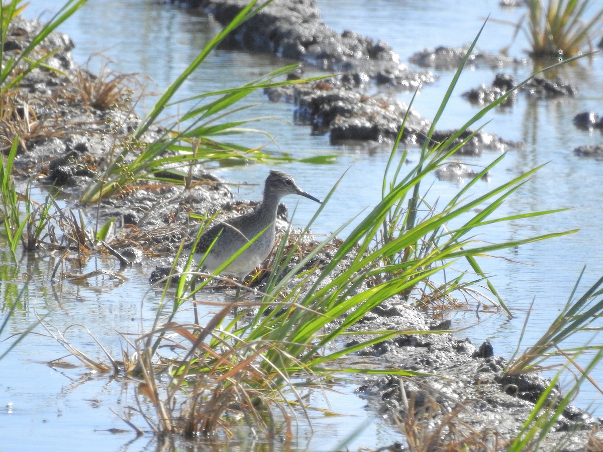 Wood Sandpiper - Daniel Raposo 🦅