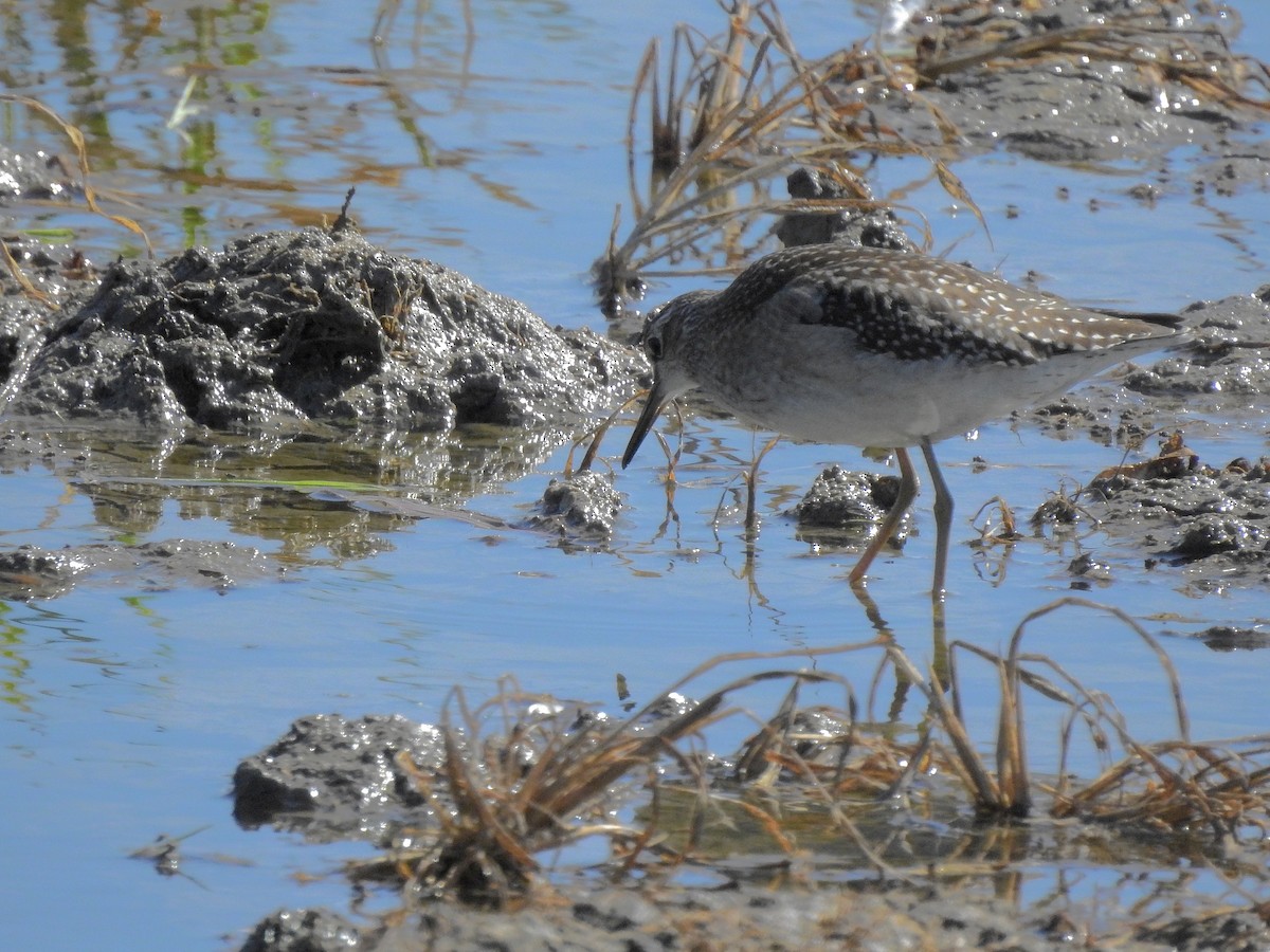 Wood Sandpiper - Daniel Raposo 🦅