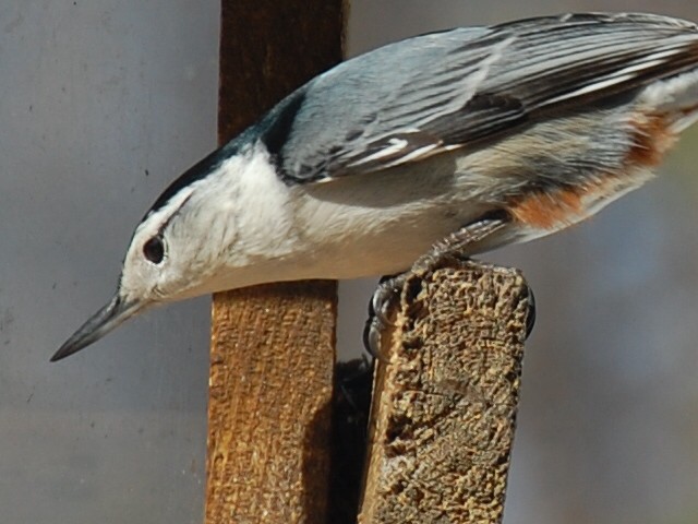 White-breasted Nuthatch - Sylvain Leduc