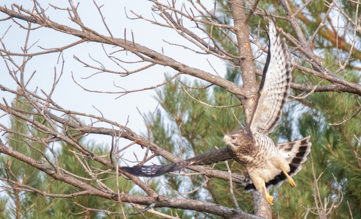 Broad-winged Hawk - ML262949011