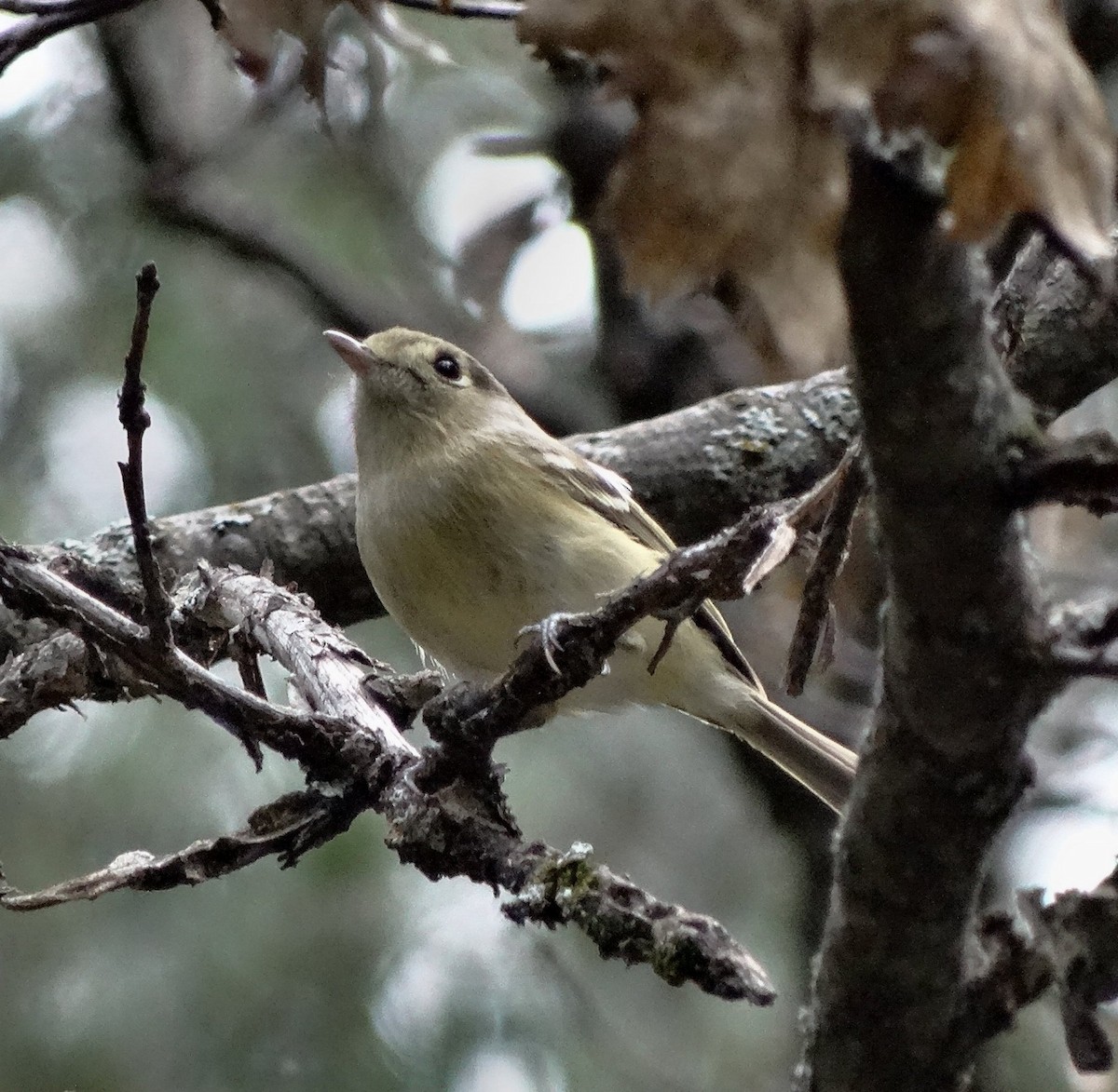 Hutton's Vireo - Diane Rose