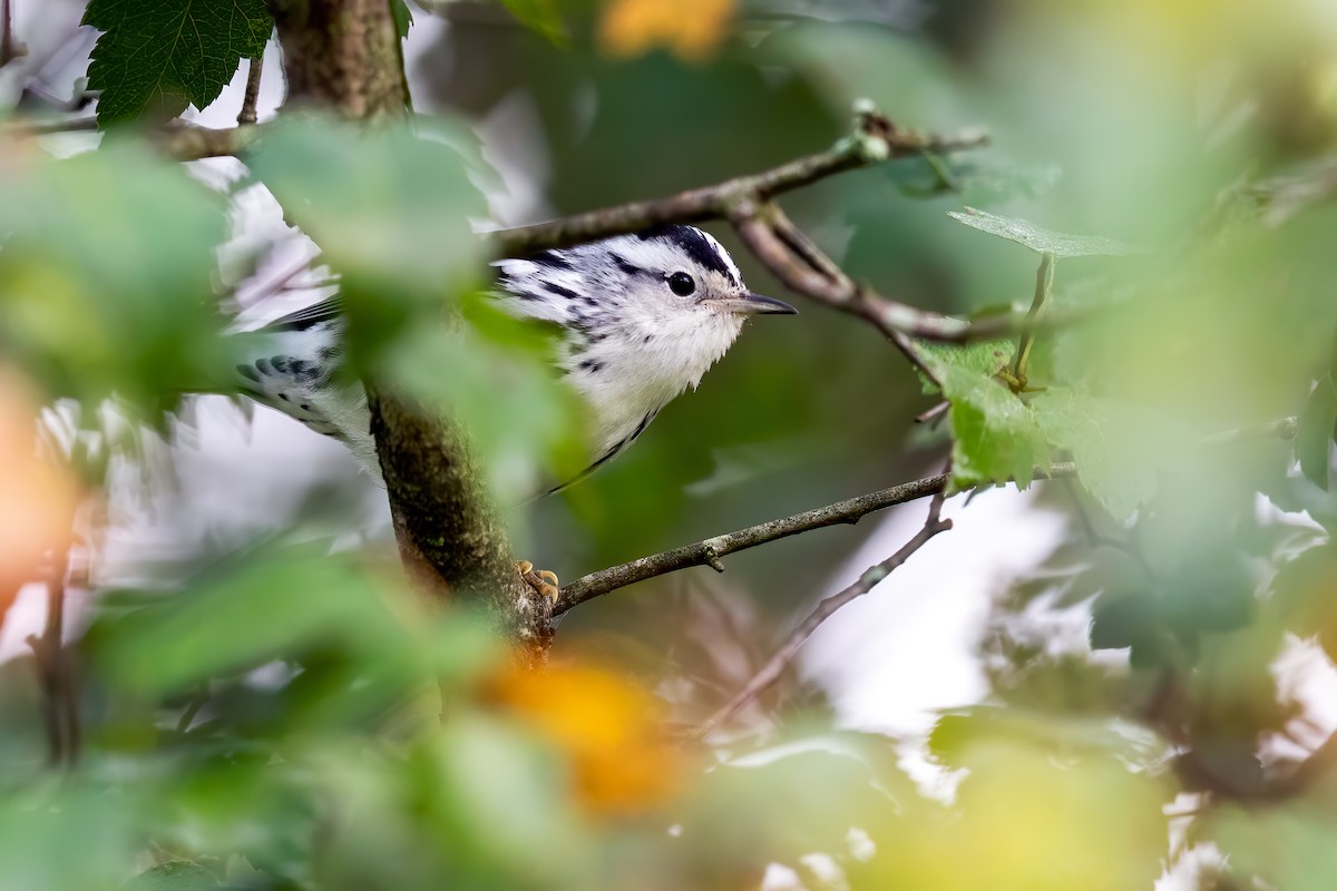 Black-and-white Warbler - ML262952191