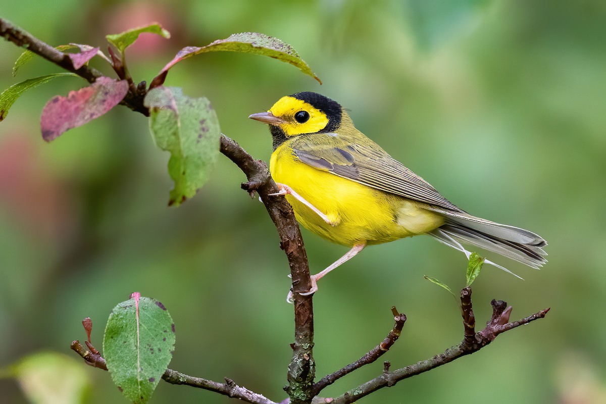 Hooded Warbler - ML262952491