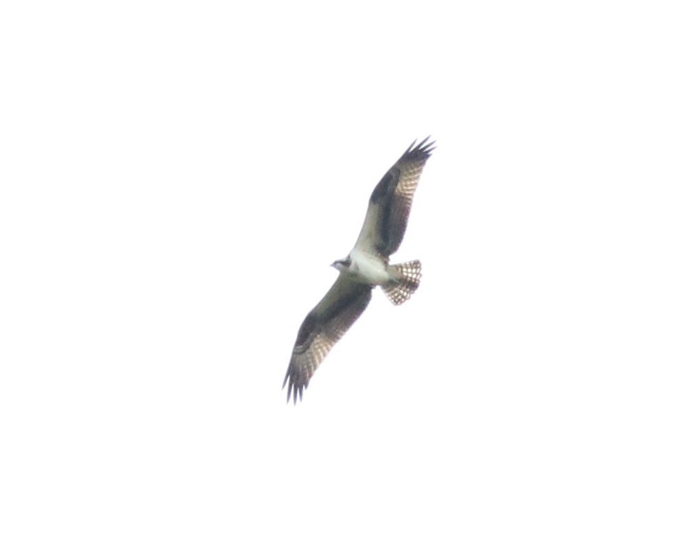 Osprey - ML262952721