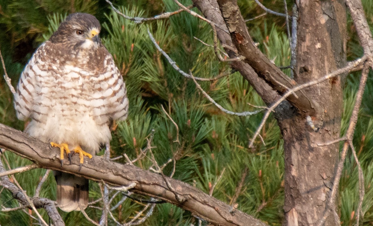 Broad-winged Hawk - ML262953841