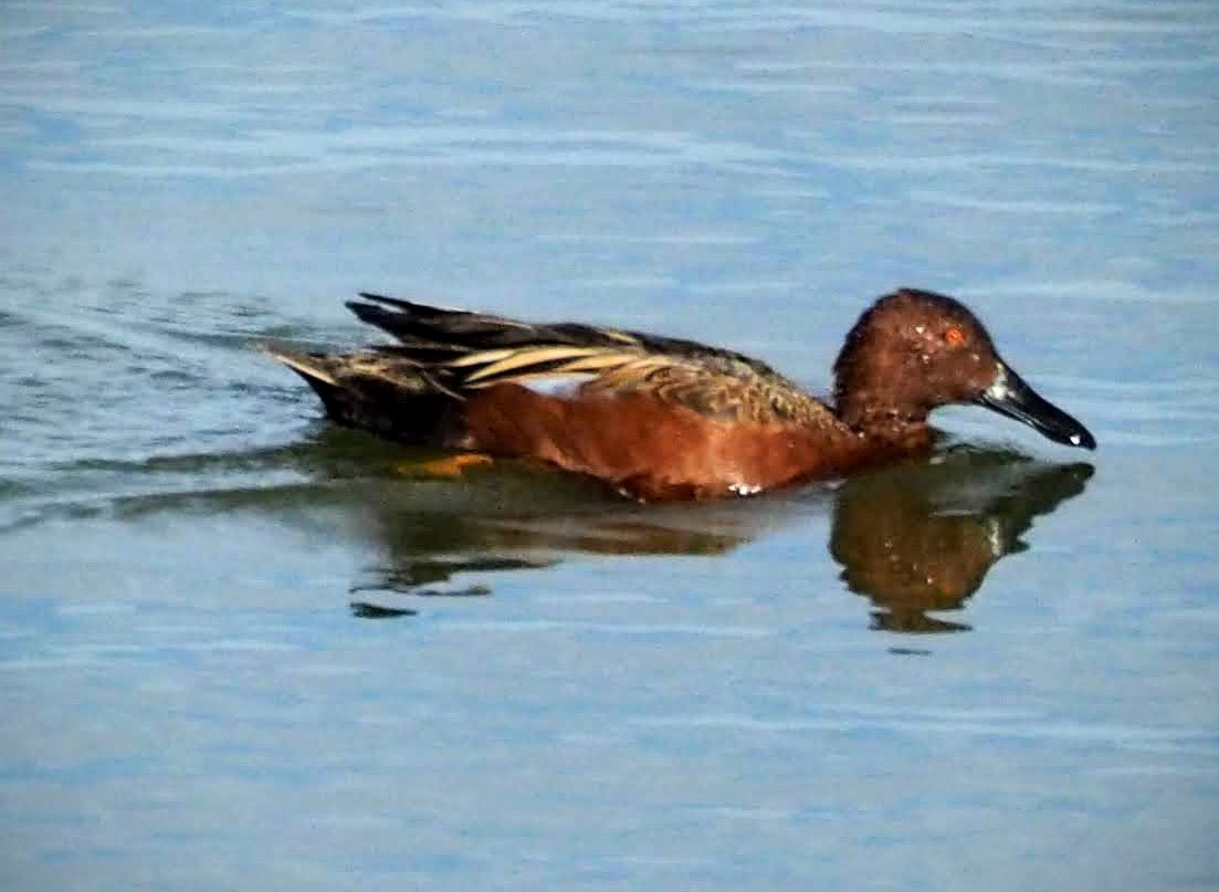 Cinnamon Teal - ML262954241