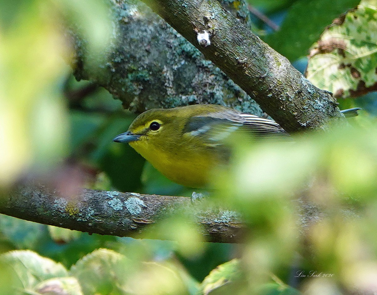 Gelbkehlvireo - ML262955031