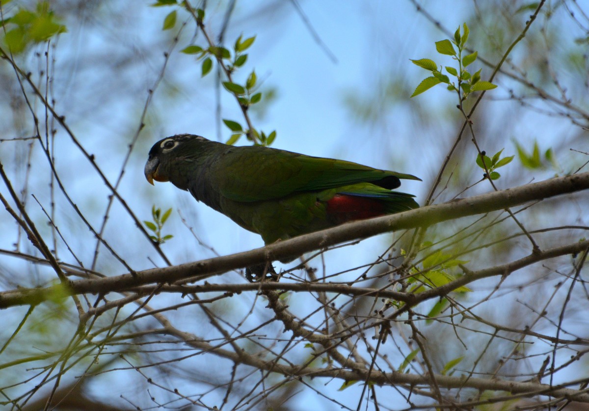 Scaly-headed Parrot - Luis Fernandez