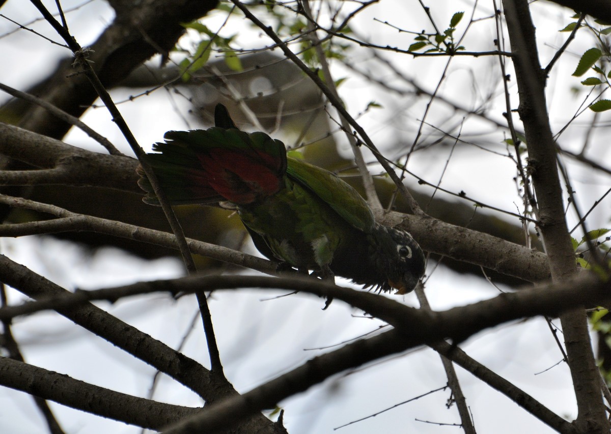 Scaly-headed Parrot - ML262955541