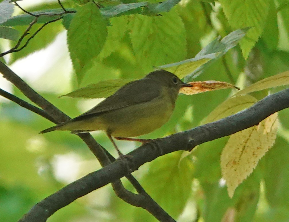 Connecticut Warbler - ML262956131