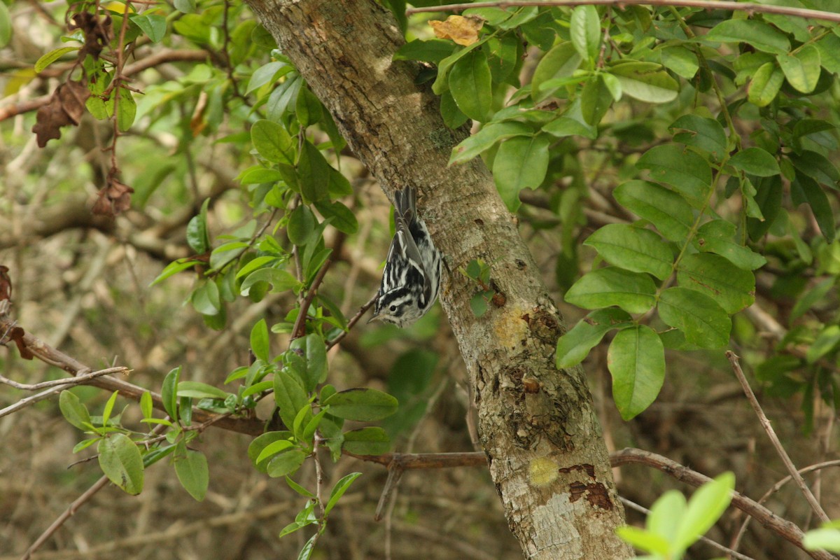 Black-and-white Warbler - August Hazel