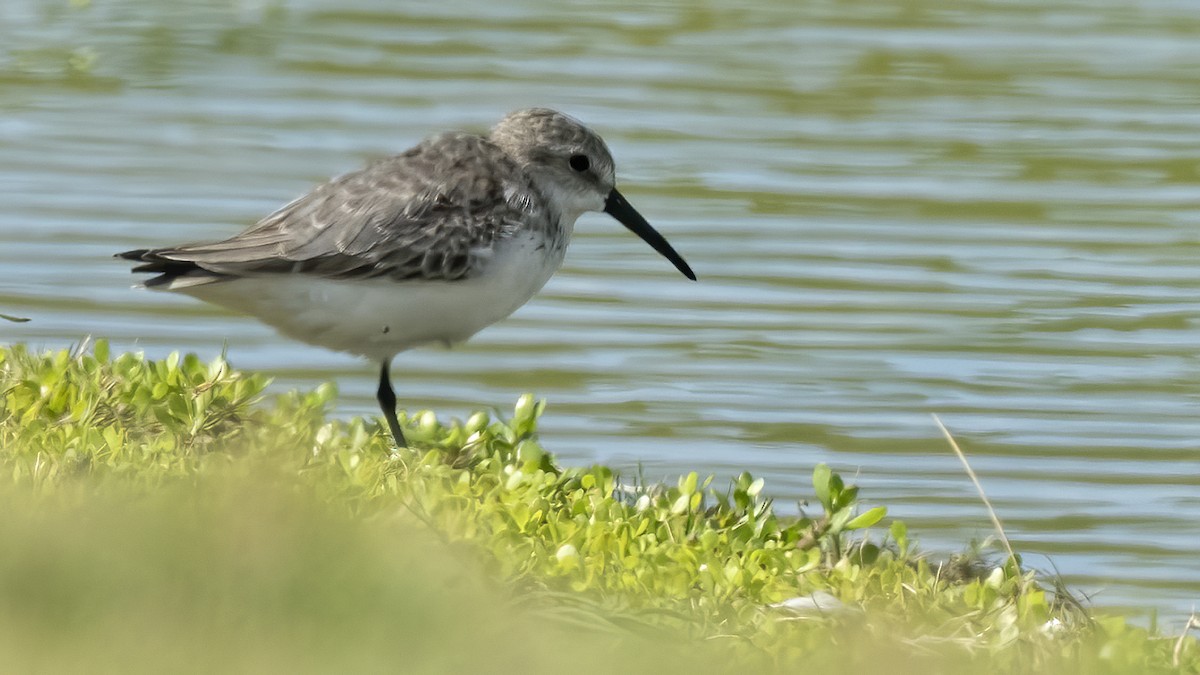 Western Sandpiper - ML262958411