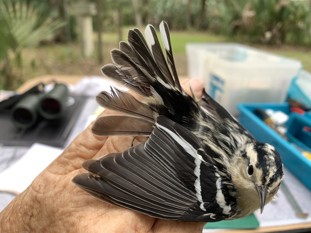 Black-and-white Warbler - ML262959521